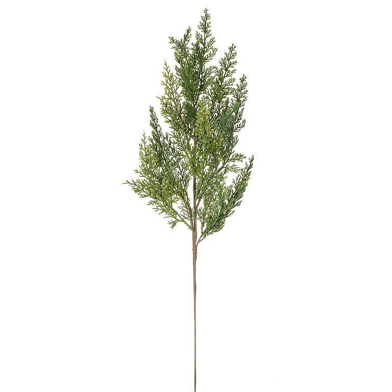 Cedar Spray Branch