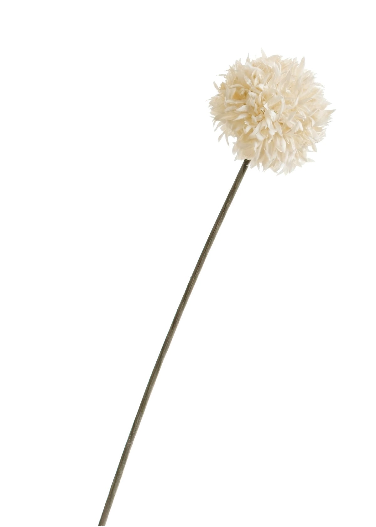 Single Stem Autumn White Autumn Pom
