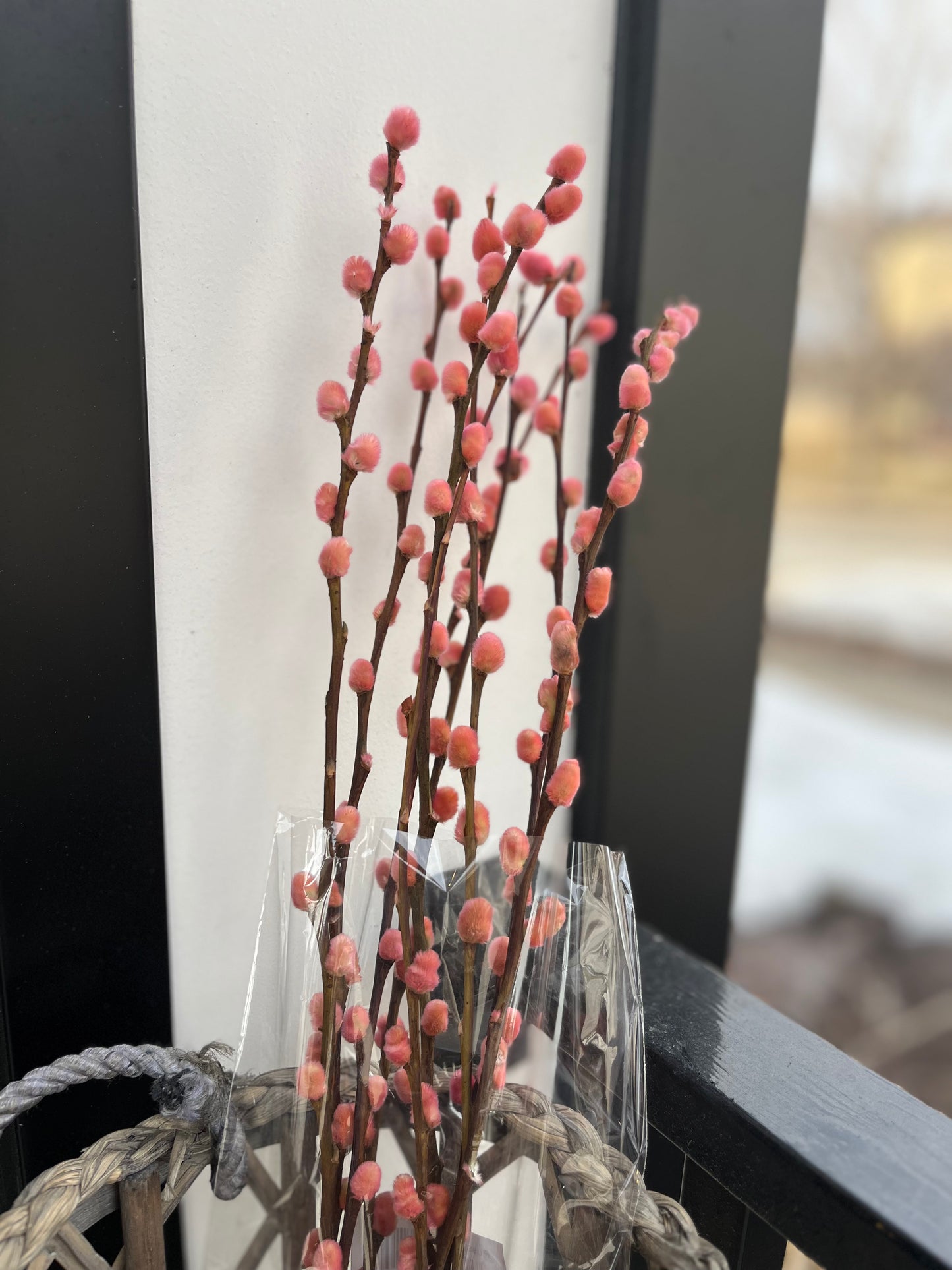 Pussy Willow Branch Bunch