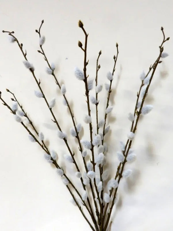 Pussy Willow Branch Bunch