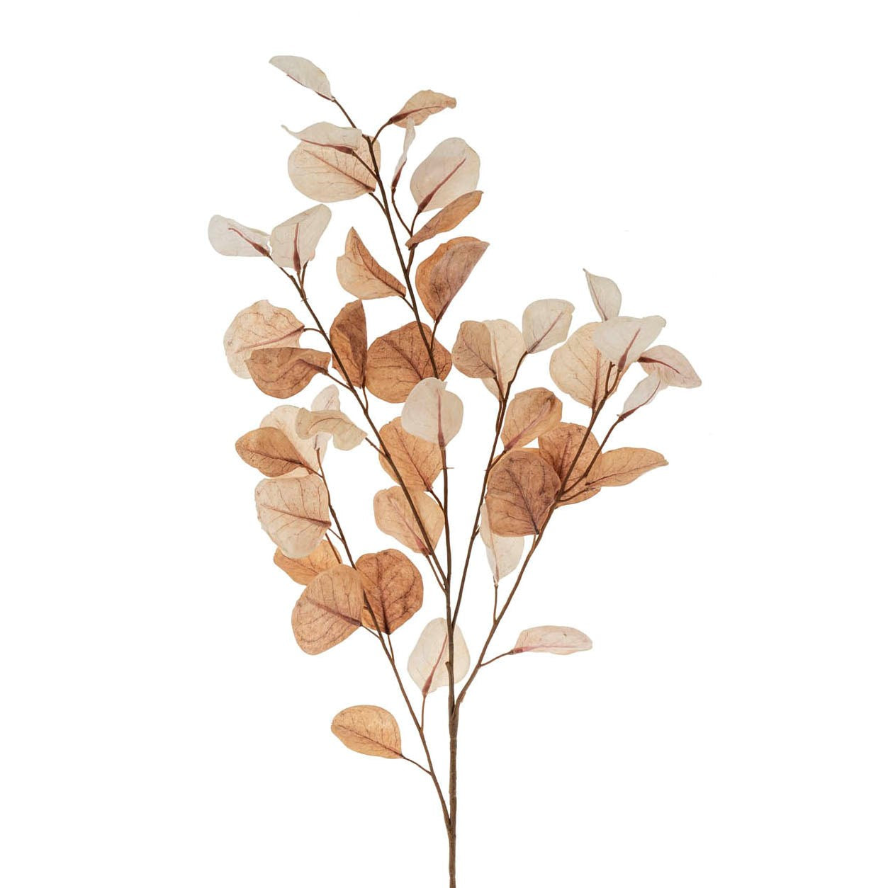 Eucalyptus Branches