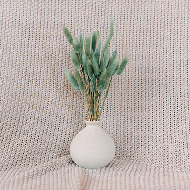 Bunny Tails Grass