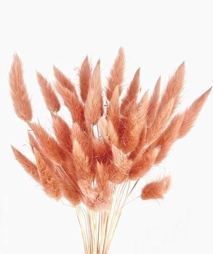 Bunny Tails Grass