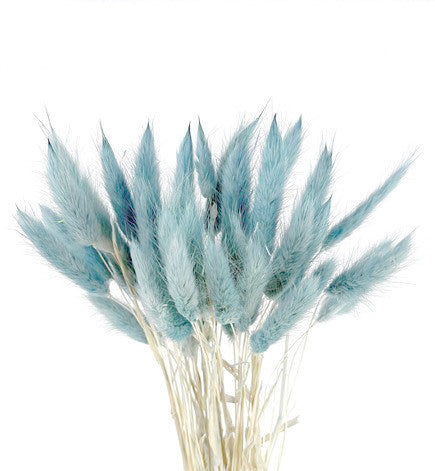 Bunny Tails Grass
