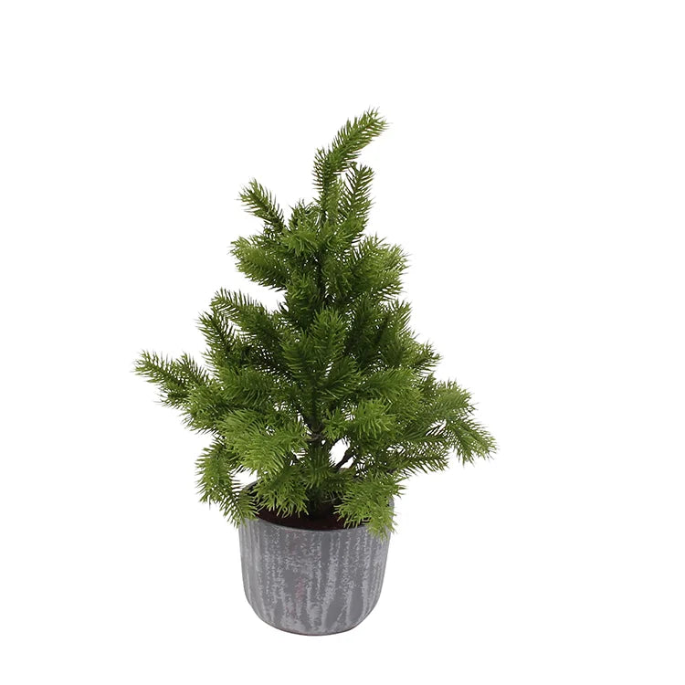 Potted Evergreen Tree