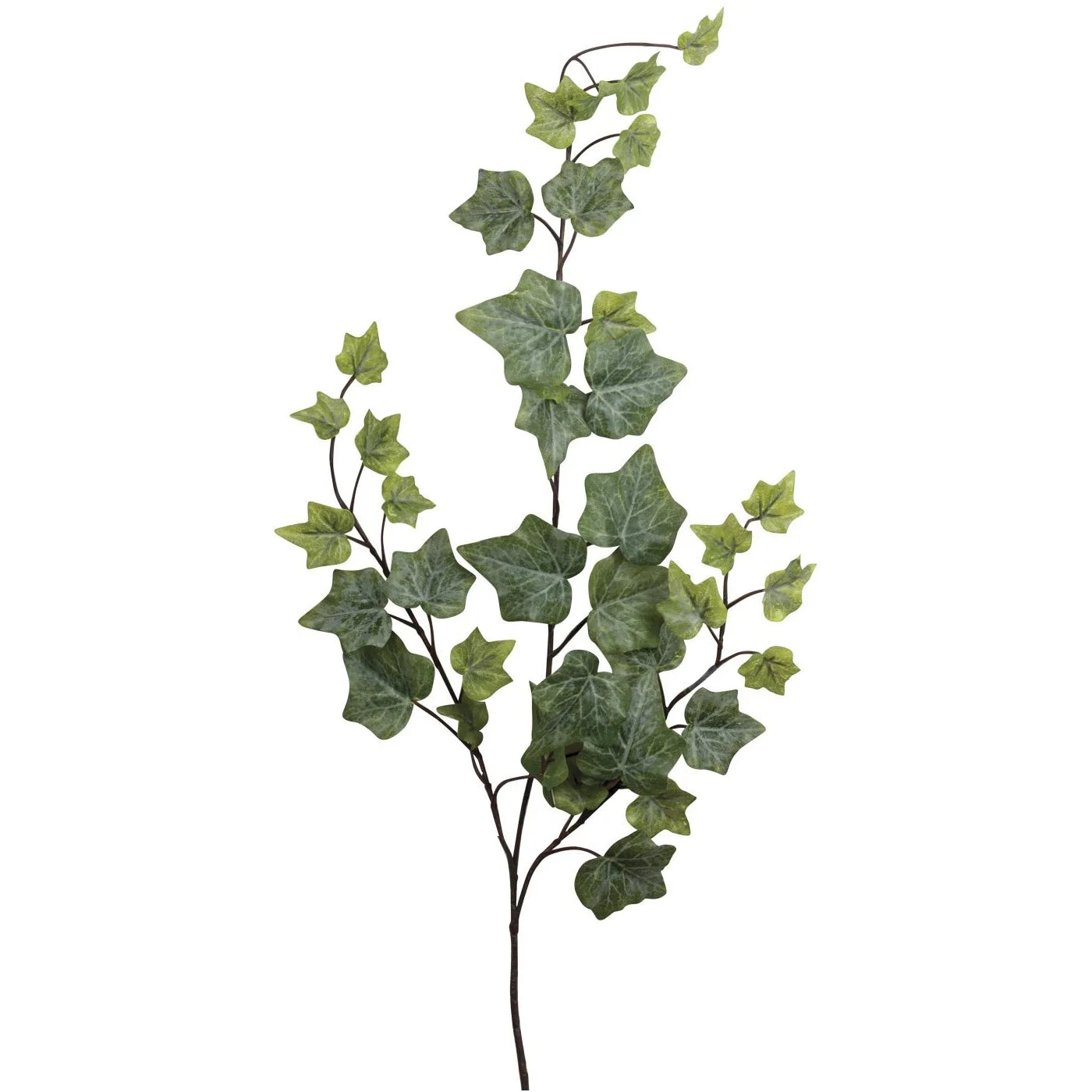 Ivy Holland Spray