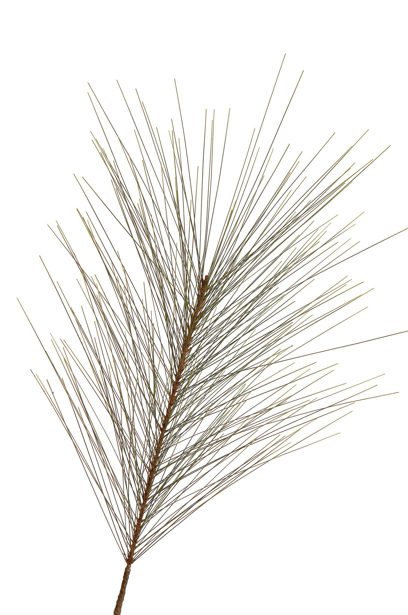 Long Leaf Pine Spray 30"