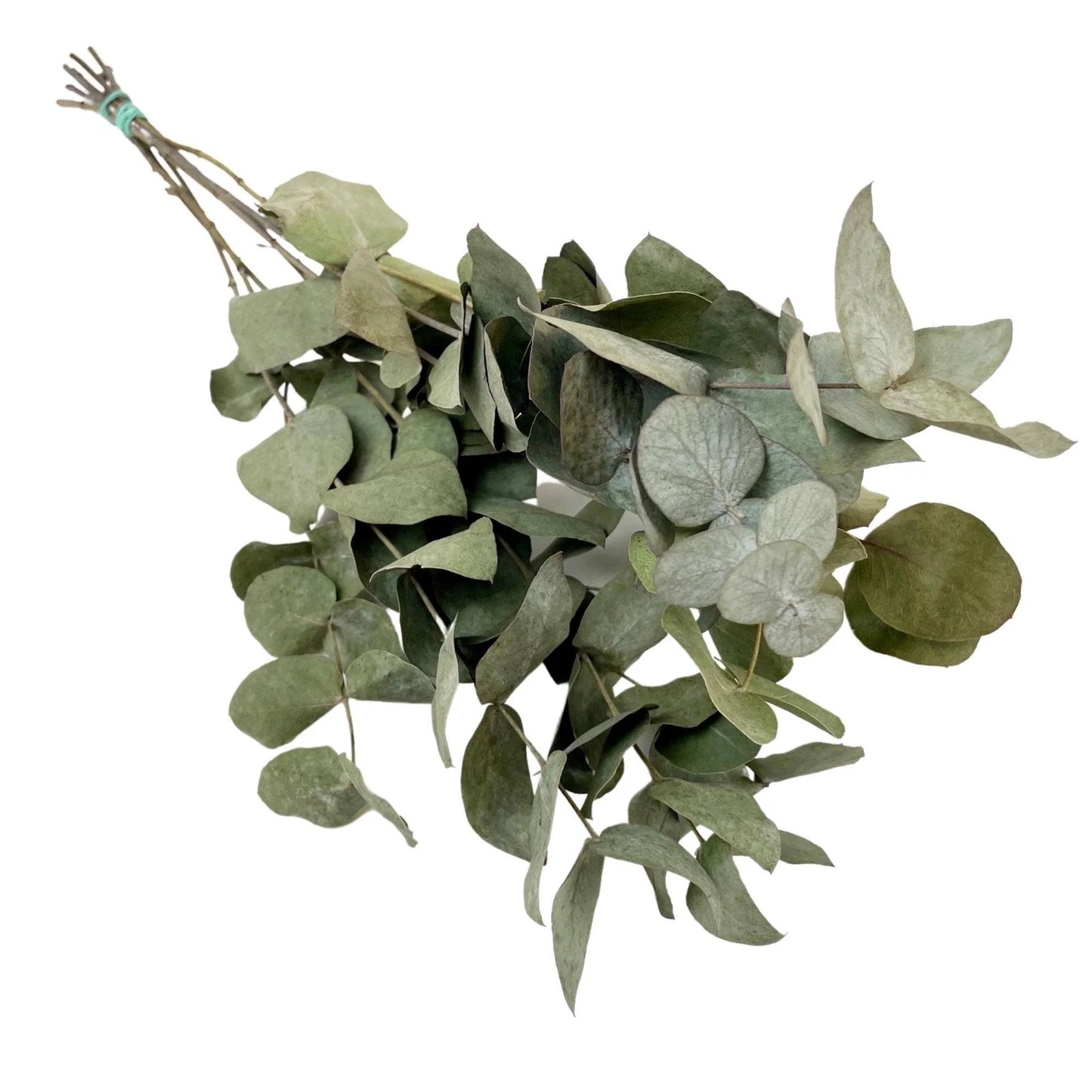 Round Dried Eucalyptus