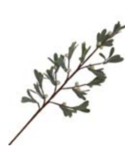 Holiday Greenery/Picks