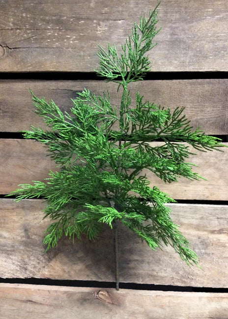 Cedar Spray Branches