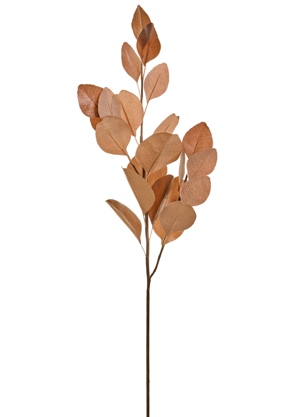 Eucaluptus Branch