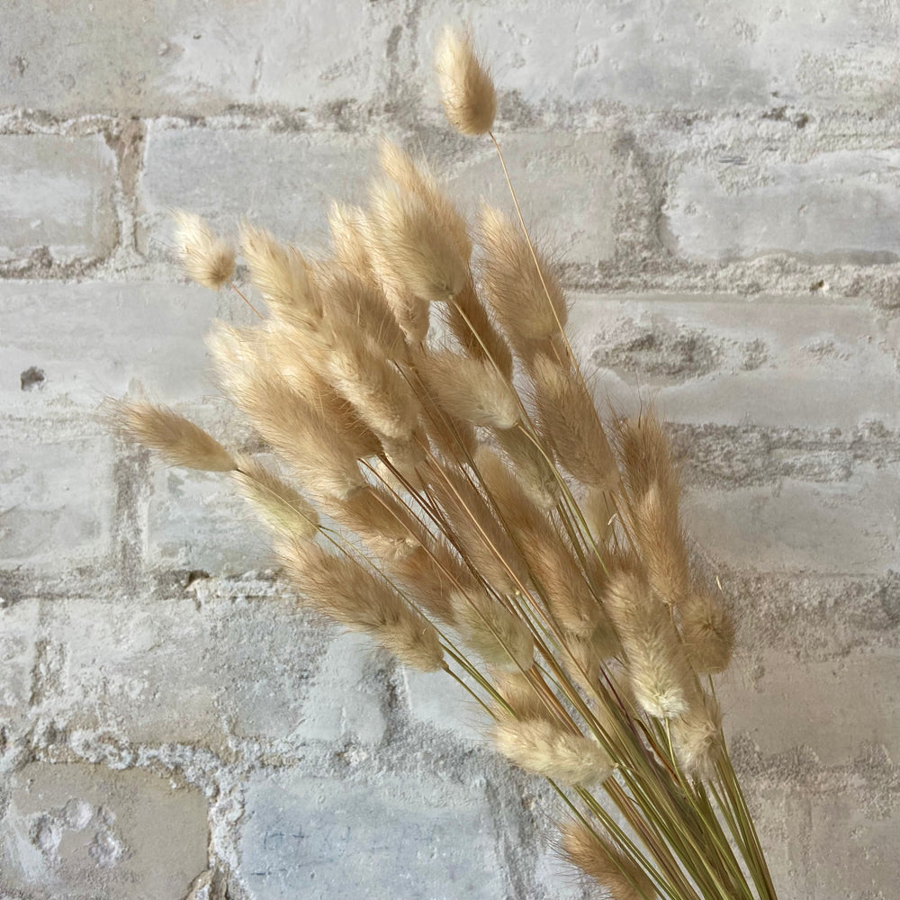 Bunny Tails Grass