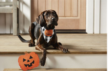 Load image into Gallery viewer, Dog Bandana And Toy Halloween Set
