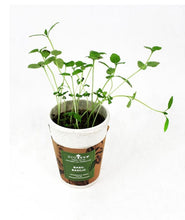 Load image into Gallery viewer, Eco Cup Seed Planters
