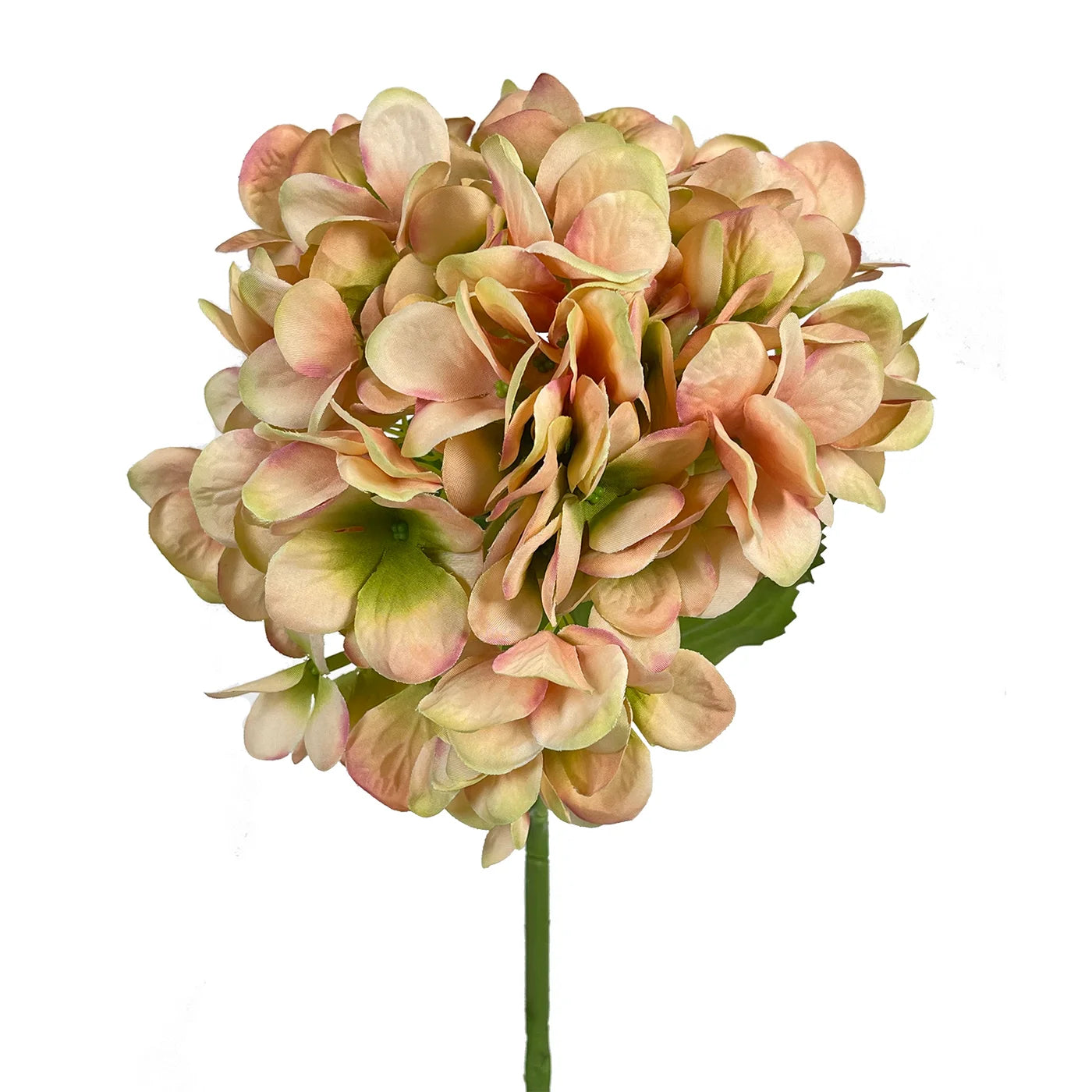 Pink Hydrangea Stem