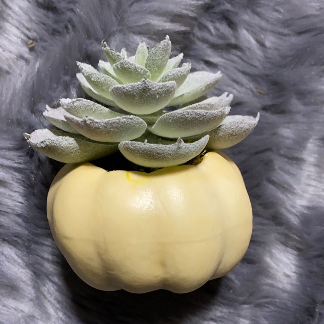 Cream pumpkin planter small