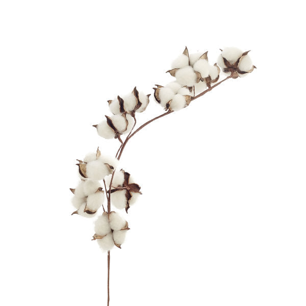 Cotton Bloom